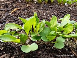 See full list on thespruce.com Arugula Also Known As Rocket Tips On Growing Arugula