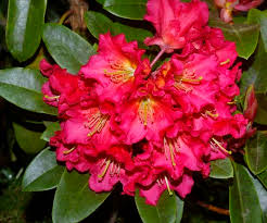 Rhododendronsgreer Gardens 1280 Goodpasture Island Road Eugene Or 97401 1794 541 868 82 Ornamental Grasses Garden Flowers