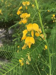 Image result for Sesbania rostrata