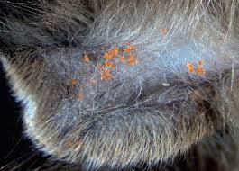 Image result for Trombicula autumnalis bites
