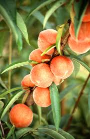 Check spelling or type a new query. Indiana Archives Spa Week Daily Growing Fruit Trees Growing Fruit Peach