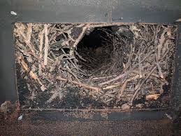 Maybe you would like to learn more about one of these? Critters And Birds In Chimneys Why Evict Them Hodgsons Chimney Sweeps