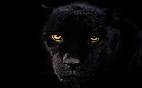 Check spelling or type a new query. 66 Black Leopard