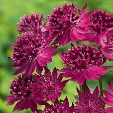 Pin Auf Mein Garten Explodiert