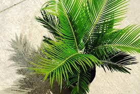 Image result for Cycas