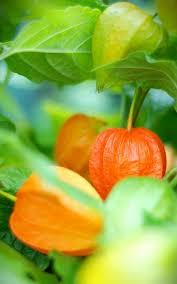 Pin Von Aidee Galindo Aramburo Auf Country Living Physalis Lampionblume Blumen Bluten