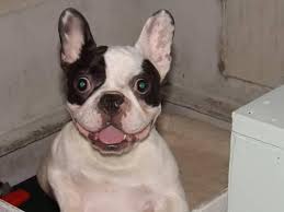 Check spelling or type a new query. Beautiful French Bulldog Puppies For Sale In Soldiers Grove Wisconsin Classified Americanlisted Com