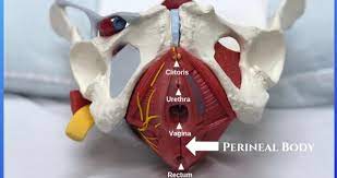 Perineal Tear Episiotomy And Scar Recovery Pt Can Help Carolina Pelvic Health