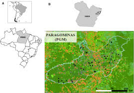 The stadium is converted by callmev. The Role Of Secondary Riparian Forests For Conserving Fish Assemblages In Eastern Amazon Streams Springerlink