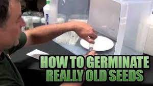 Place 10 seeds on a wet paper towel, put them in a resealable plastic zipper storage bag and keep it in warm spot (the top of the refrigerator or a countertop will do — garland says to just make sure you will check it often). Germinating Really Old Seeds 101 How To Get Old Seeds To Pop Sprouting Old Seeds In Growers House Youtube