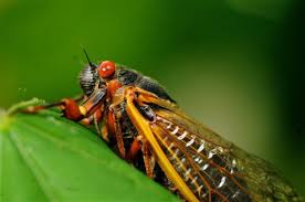 Cicada killers are large, solitary wasps in the family crabronidae. Loud And Low Carb Cicadas Are Back In Ohio West Virginia