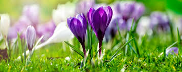 Maybe you would like to learn more about one of these? Caring For Flower Bulbs After Flowering Bakker Com
