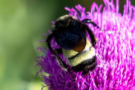 Image result for Bombus quadricolor