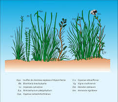 Image result for Vigna multinervis