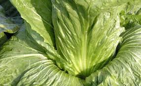 Salade Chicoree Pain De Sucre Et Chicorees Italiennes Plantation Culture