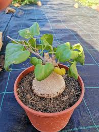 Image result for Pyrenacantha