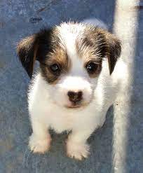 Jasper He S A Jack Russell X Maltese And He S Beautiful Cute Animals Raining Cats And Dogs Puppies
