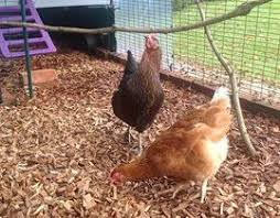 Customers Chickens Ginger Pepper On Wood Chips Jpg Chicken Runs Chicken Diy Keeping Chickens