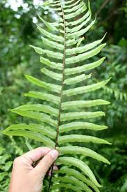 Image result for Nephrolepis biserrata