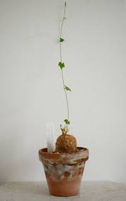 Image result for Momordica boivinii