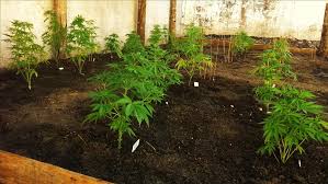 En méxico, el senado aprobó en lo general y lo particular la regulación del consumo personal lúdico de la marihuana en todo el país. Que Opina El Sector Conservador Mexicano Sobre La Regulacion De La Marihuana