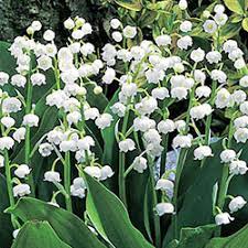 When carefully selected, wave after wave of colorful blooms will be. Shade Plants Shade Perennials Michigan Bulb Company