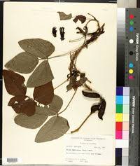 Image result for Mucuna poggei