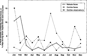 Image result for Aspilia rudis