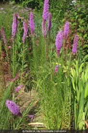 Image result for Pycnostachys schliebenii