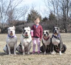 Crump's kennels produces everything you would expect in a xl american bully puppies for sale. Breeders Of Health Tested Xl American Bullies And Labrador Retrievers