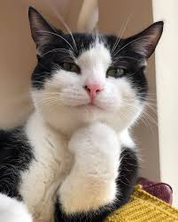 Cat Cats Kitten Kitty Kittens Pet Pets Animal Animals Petst Photooftheday Ilovemycat Nature Catoftheday Lovecats Sleeping L Komik Hayvan Sevimli Kediler Ve Sevimli Hayvan Yavrulari