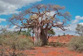 Image result for Acrotome thorncroftii