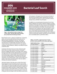 Image result for xylella fastidiosa oleander symptoms