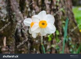 Check spelling or type a new query. Closeup Of Flower With 6 White Petals And Yellow Royalty Free Stock Photo 625773701 Avopix Com