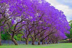 Image result for Jacaranda mimosifolia