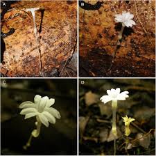 Image result for Xysmalobium sessile