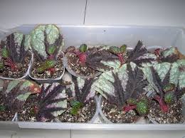 They require a bit more care than your average houseplant, but the variegated, colorful leaves add a bit of life to any indoor environment. Begonia Propagation For Newbies Begonia Propagation Propagating Plants Begonia