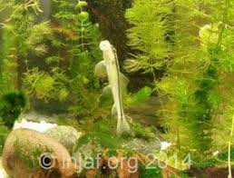 The Algae Eater Debate Injaf Fish Tank Algae Betta