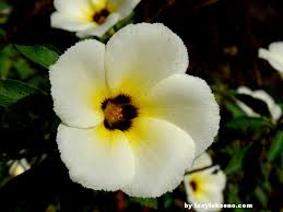 Maybe you would like to learn more about one of these? Bunga Pukul 9 Lexyleksono