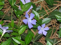 Periwinkle | Home & Garden Information Center
