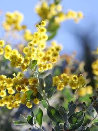 Image result for Acacia podalyriifolia