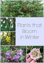 8 Plants That Bloom In Winter Perfect For Your Back Yard Winter Plants Winter Garden Plants