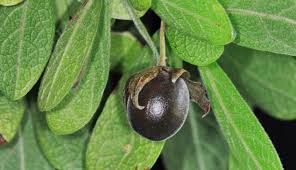 Image result for Diospyros lycioides subsp. lycioides-sericea intermediates