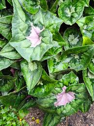 Image result for Cyclamen parviflorum