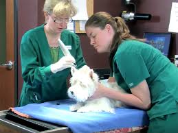 Vet Services Of Pikes Peak Veterinary Clinic Colorado Springs