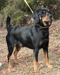 Beagle Cocker Spaniel Mix Black And White Meet Rosco 19976 A Petfinder Adoptable Beagle Dog Prattville Al Rosco Is A 3 Year Old Male Beagle Cocker Spaniel Mix Who H Dog List Dogs And Puppies Dogs