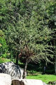 Image result for Ormocarpum