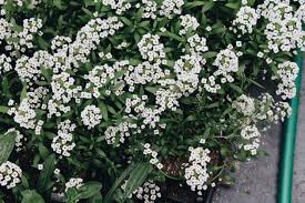 Maybe you would like to learn more about one of these? The Sunshine Hill Chronicle Sunshine Travels Emma S Flowers