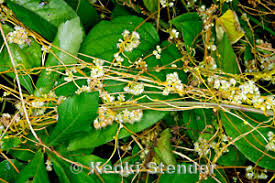 Image result for Cuscuta australis