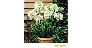 Schmucklilie Weisser Schwan 1 Pflanze Werbung Garten Terrasse Balkon Blumen Pflanzen Gartenblume Gartenpflanz Pflanzen Terrassenpflanzen Schmucklilie